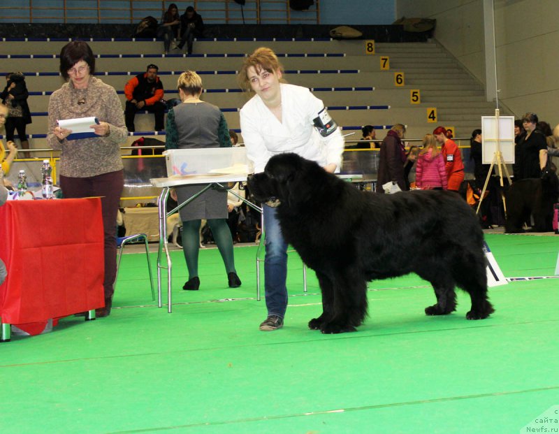 Фото: ньюфаундленд Zhdanny Syn Vialiki Miadzvedz