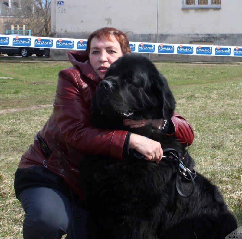 Фото: ньюфаундленд Zhdanny Syn Vialiki Miadzvedz, Lyudmila Prohorova (Людмила Прохорова)