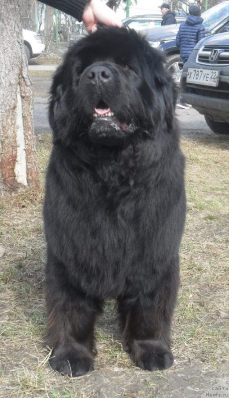 Фото: ньюфаундленд Super Premium Invisible (Супер Премиум Инвисибл)