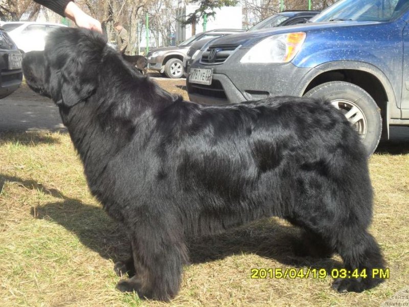 Фото: ньюфаундленд Super Premium Invisible (Супер Премиум Инвисибл)