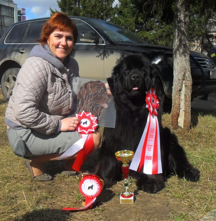 Фото: ньюфаундленд Super Premium Invisible (Супер Премиум Инвисибл), Irina CHernikova (Ирина Черникова)