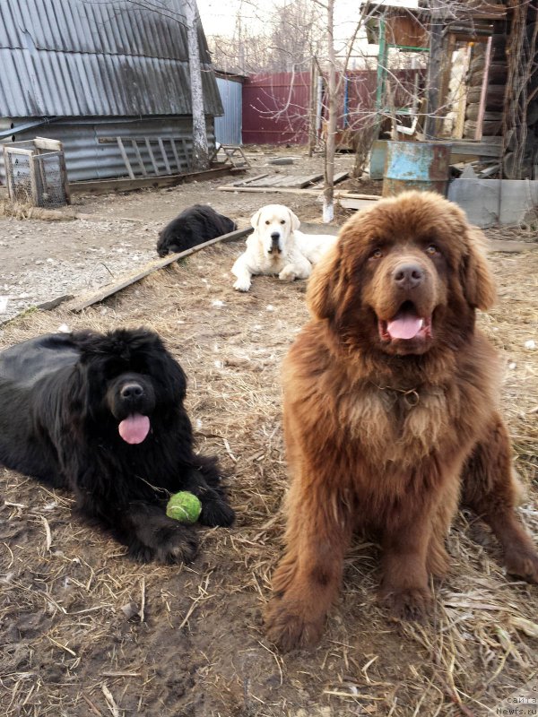 Фото: ньюфаундленд Brownblood MSK Hakim Gold Haydar (Браунблад МСК Хаким Голд Хайдар)
