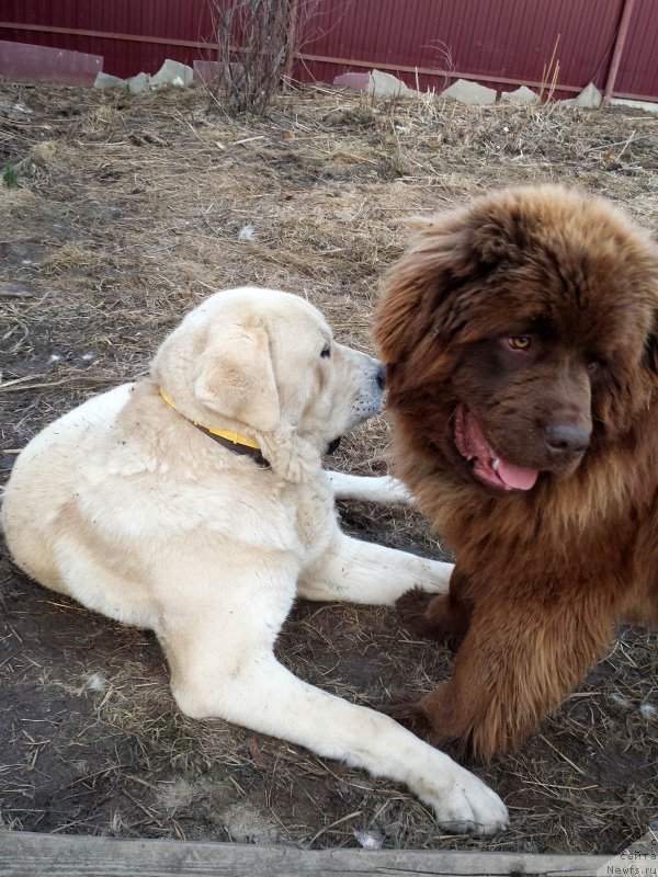 Фото: ньюфаундленд Brownblood MSK Hakim Gold Haydar (Браунблад МСК Хаким Голд Хайдар)