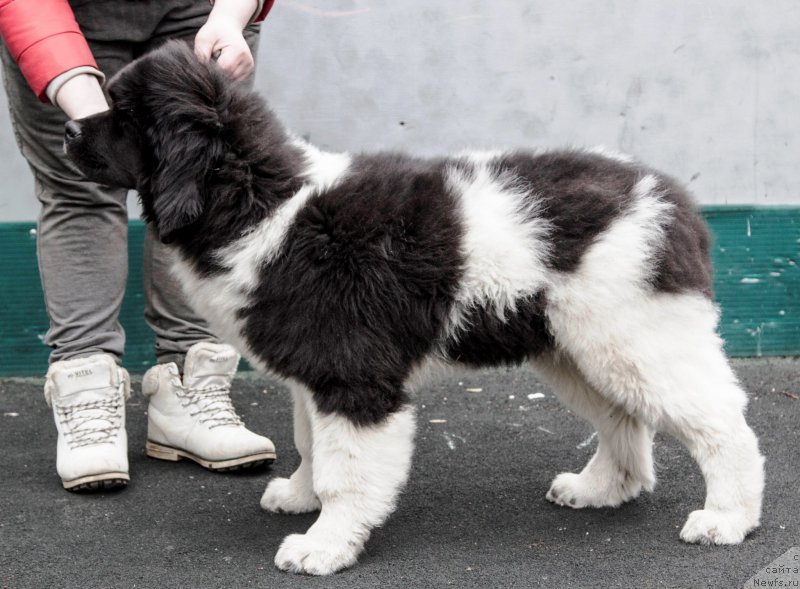 Фото: ньюфаундленд Vinchester from Rashn Bear (Винчестер фром Рашн Беар)