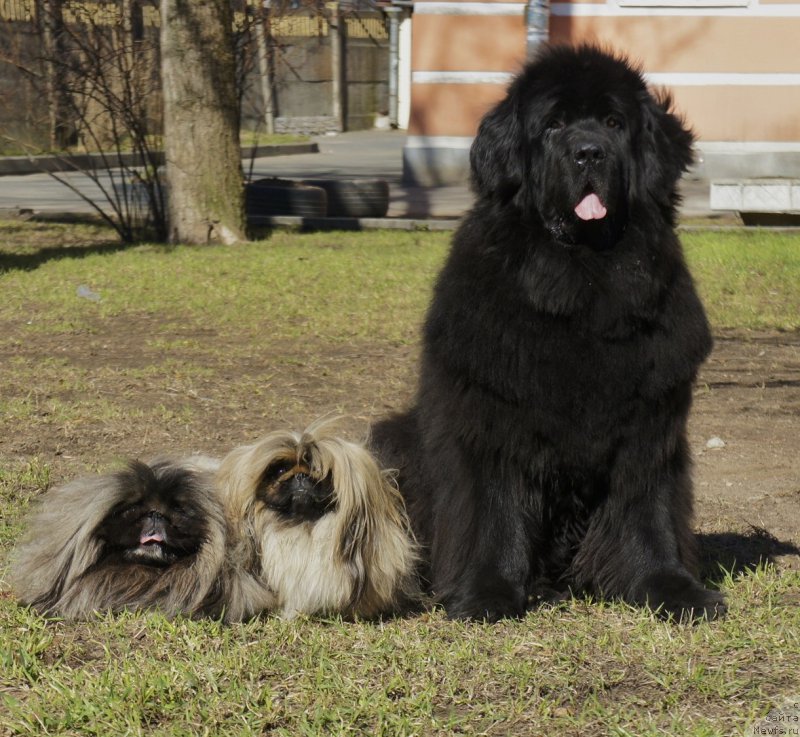 Фото: ньюфаундленд Skippers Only You for Smigar, и ее друзья Веник и Муся