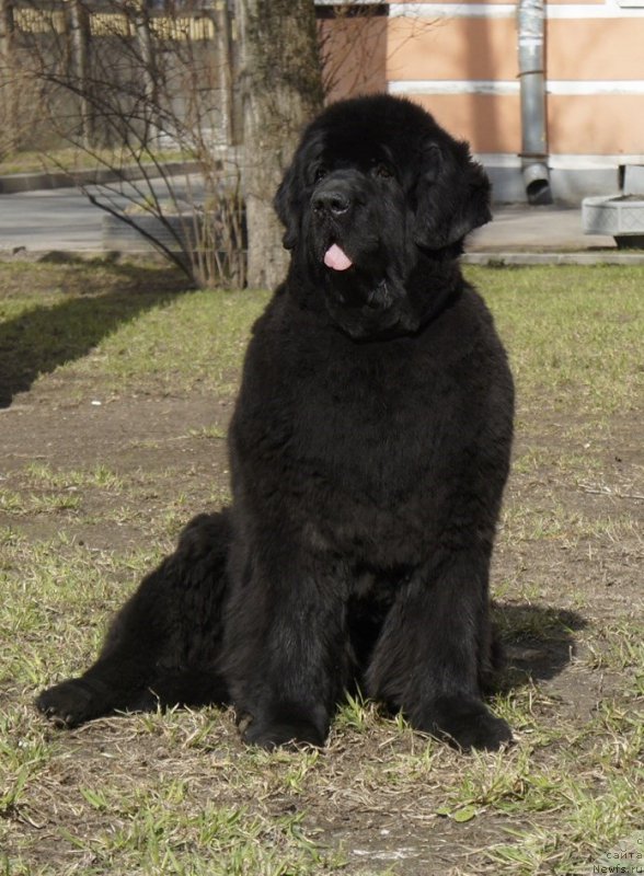 Фото: ньюфаундленд Skippers Only You for Smigar