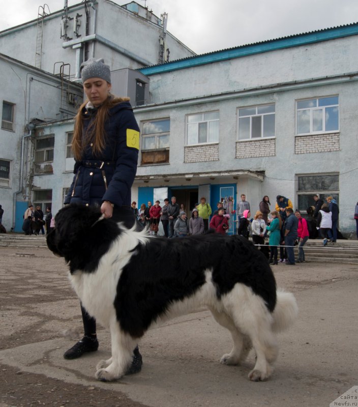 Фото: ньюфаундленд Fiamettahauz Sargas Skorpiona (Фиаметтахауз Саргас Скорпиона)