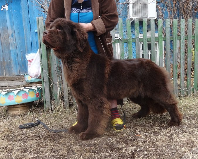 Фото: ньюфаундленд N'yufort YUnika (Ньюфорт Юника)