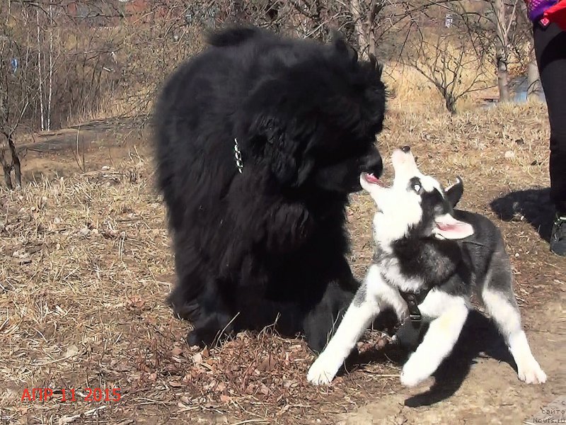 Фото: ньюфаундленд Angelo Orso Sirius (Анджело Орсо Сириус)