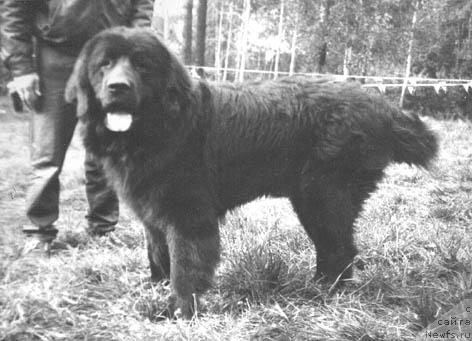 Фото: ньюфаундленд Taycun Faust (Тайцун Фауст)