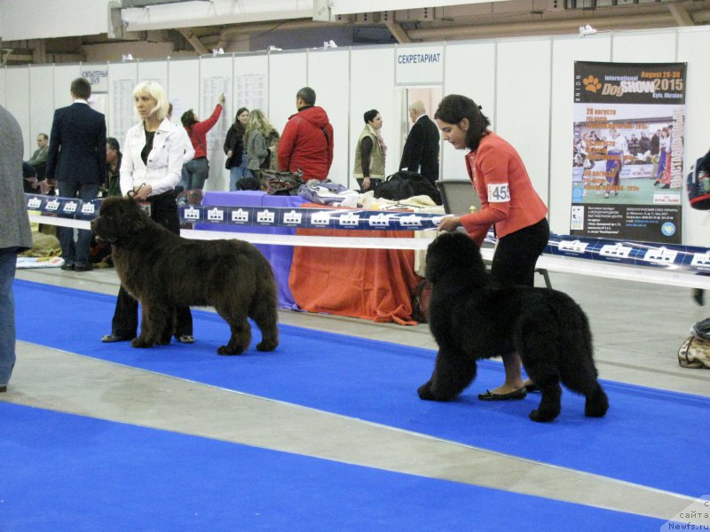 Фото: ньюфаундленд Diesel Chocolate Super Mishka