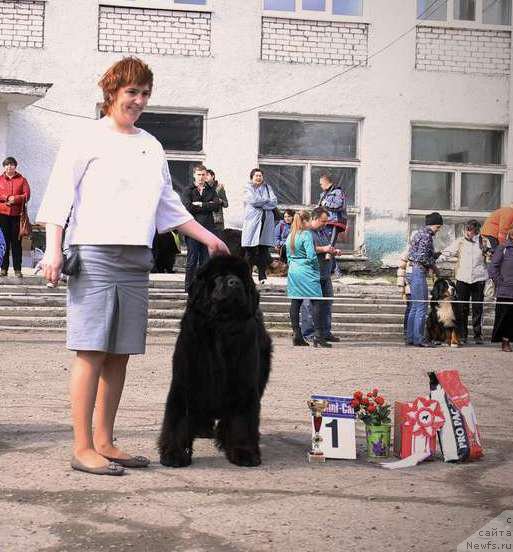 Фото: Irina CHernikova (Ирина Черникова), ньюфаундленд Super Premium Invisible (Супер Премиум Инвисибл)