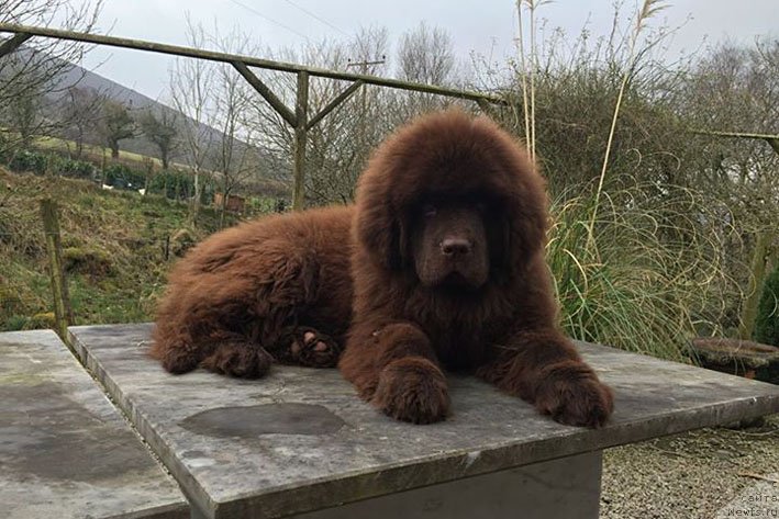 Фото: ньюфаундленд Gvardeec s Berega Dona (Гвардеец с Берега Дона)