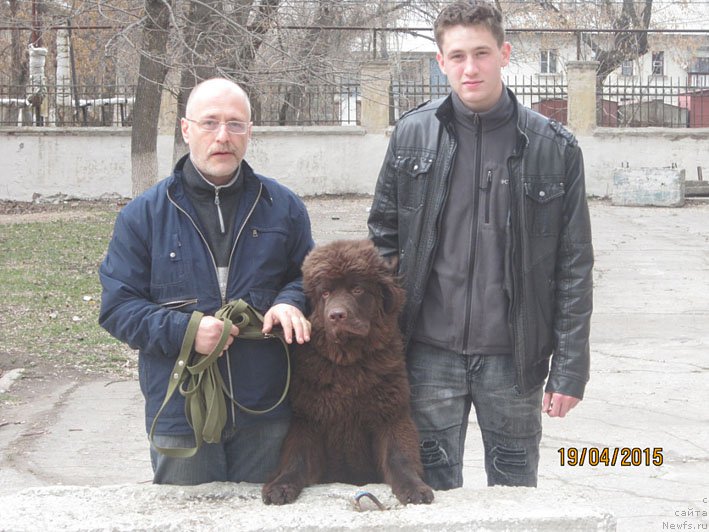 Фото: ньюфаундленд Vereskovyj Mjod s Berega Dona (Вересковый Мёд с Берега Дона)