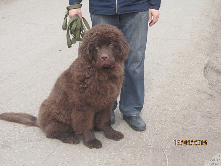 Фото: ньюфаундленд Vereskovyj Mjod s Berega Dona (Вересковый Мёд с Берега Дона)