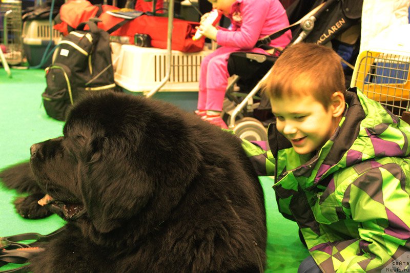 Фото: ньюфаундленд Zhdanny Syn Vialiki Miadzvedz