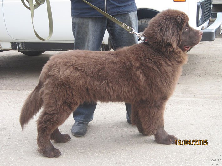 Фото: ньюфаундленд Vereskovyj Mjod s Berega Dona (Вересковый Мёд с Берега Дона)