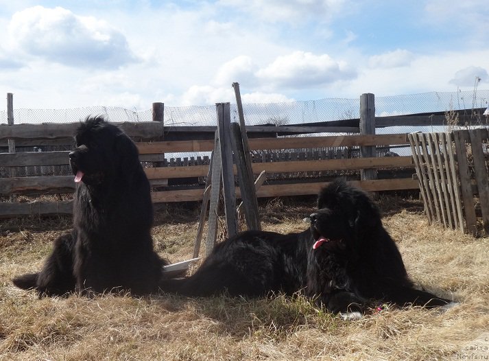 Фото: ньюфаундленд N'yufort Carica Nochi (Ньюфорт Царица Ночи), ньюфаундленд Promise To Love Midnight Bear (Promise To Love Midnight Bear)