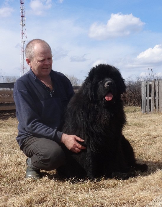 Фото: ньюфаундленд Akvatoriya Kelvin Adrenalin Braun (Акватория Келвин Адреналин Браун)