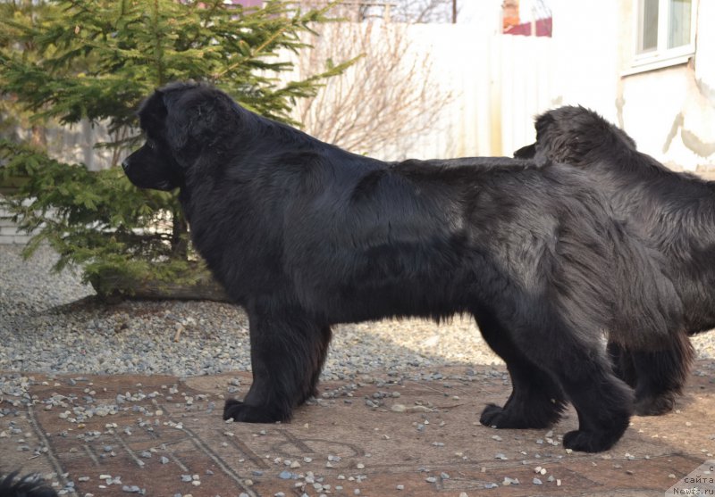 Фото: ньюфаундленд Talisman Morya Magiya Voln (Талисман Моря Магия Волн)