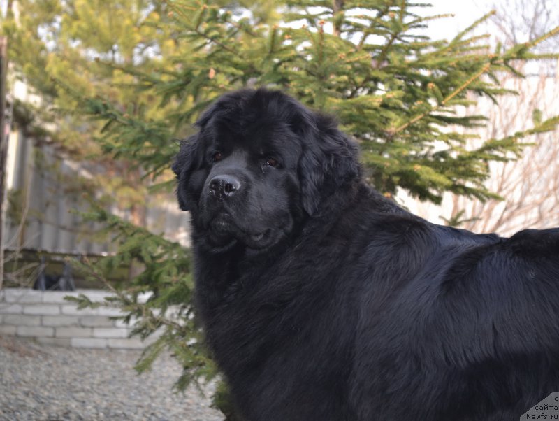 Фото: ньюфаундленд Talisman Morya Magiya Voln (Талисман Моря Магия Волн)