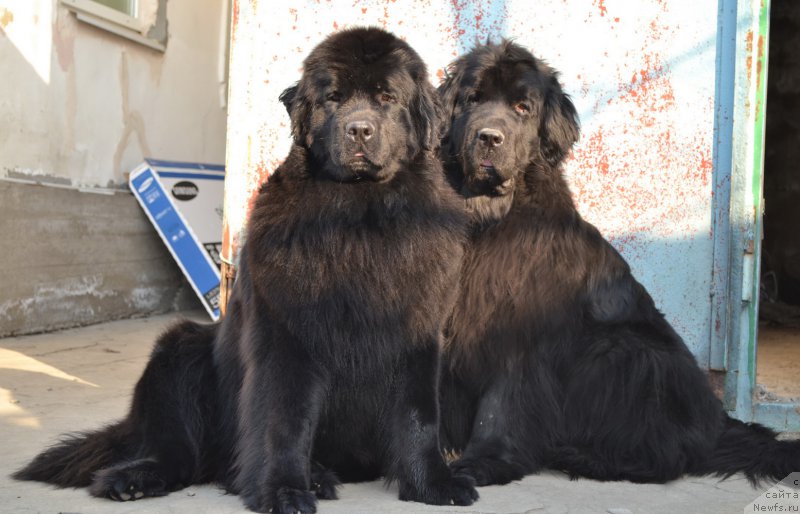 Фото: ньюфаундленд Talisman Morya Magiya Voln (Талисман Моря Магия Волн), ньюфаундленд I'm Little Princess Midnight Bear