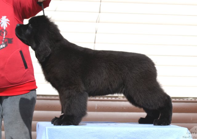 Фотография № 179784