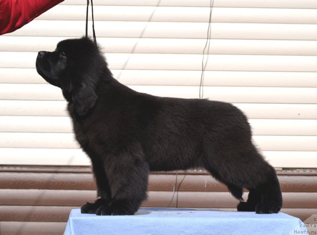 Фотография № 179785