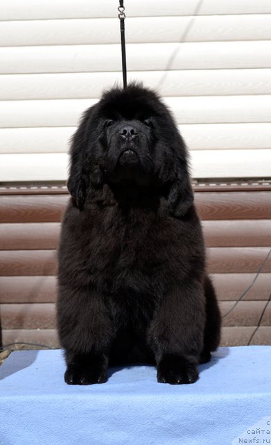 Фотография № 179786