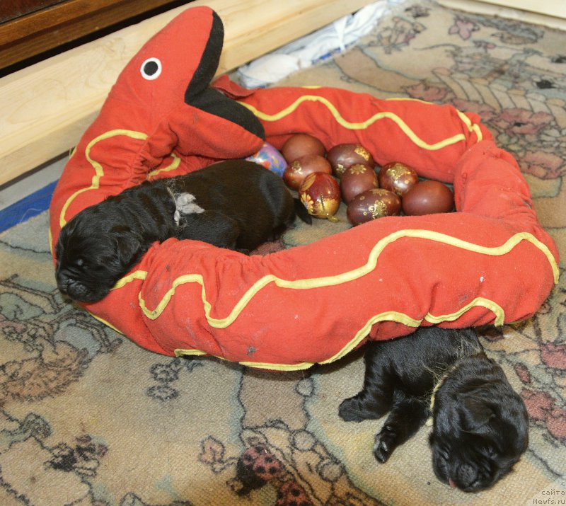 Фото: ньюфаундленд Aquatoriya Kelvin Kadril (Акватория Келвин Кадриль)