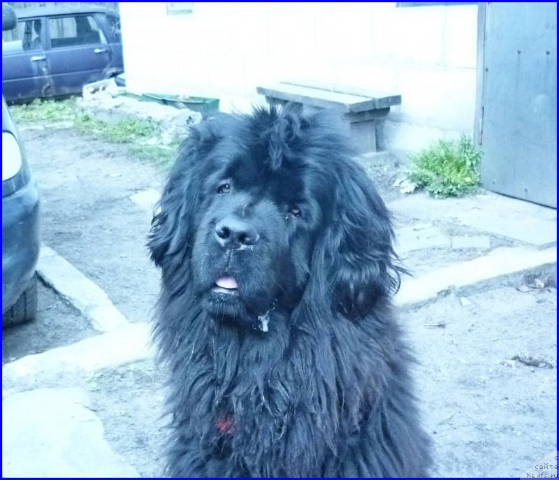 Фото: ньюфаундленд Fann'yuf Tinkerbel' Skazochnaya Princessa (Фанньюф Тинкербель Сказочная Принцесса)