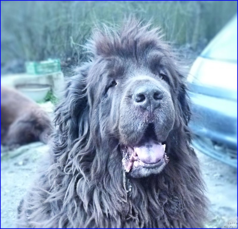 Фото: ньюфаундленд Funnewf Gospozha Udacha (Фанньюф Госпожа Удача)