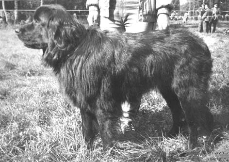 Фото: ньюфаундленд Tayya Djen (Тайя Джен)