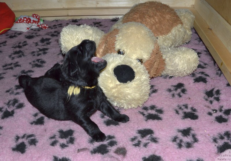 Фото: ньюфаундленд Aquatoriya Kelvin Kadril (Акватория Келвин Кадриль)