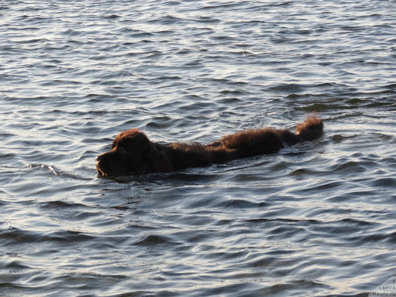 Фото: ньюфаундленд CHernyiy Balu Djons (Черный Балу Джонс)