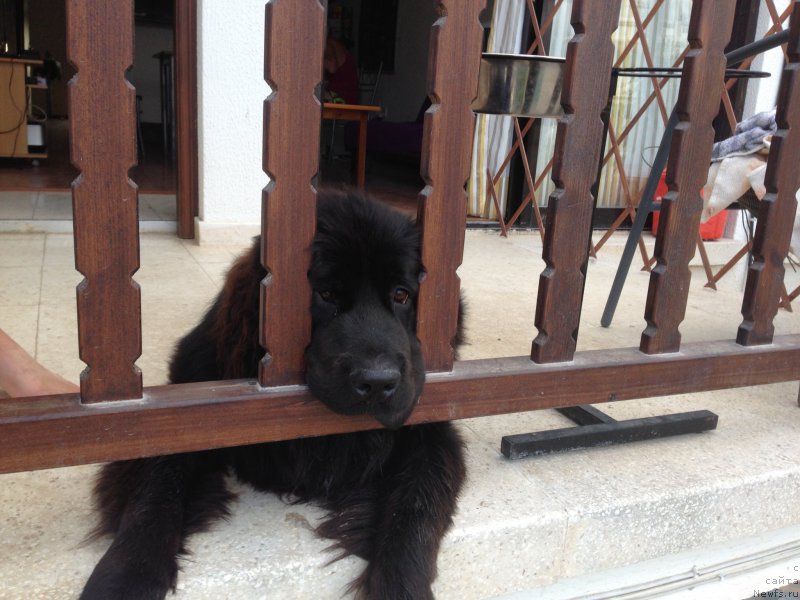 Фото: ньюфаундленд CHernyiy Balu Djons (Черный Балу Джонс)