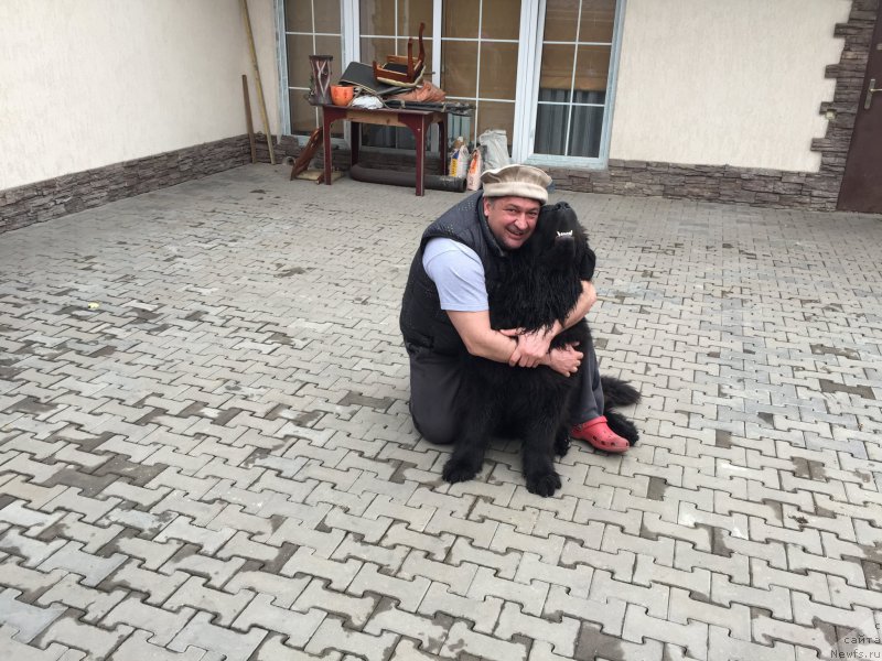 Фото: ньюфаундленд Akvatoriya Kelvin YArkiy Paren' (Акватория Келвин Яркий Парень)