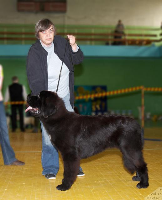 Фото: ньюфаундленд Lubimaya Moya s Berega Dona (Любимая Моя с Берега Дона), Natal'ya Potehina (Наталья Потехина)