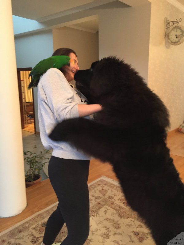 Фото: ньюфаундленд Akvatoriya Kelvin YArkiy Paren' (Акватория Келвин Яркий Парень)