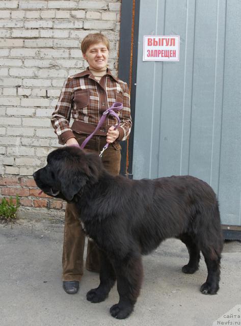 Фото: ньюфаундленд Lubimaya Moya s Berega Dona (Любимая Моя с Берега Дона)