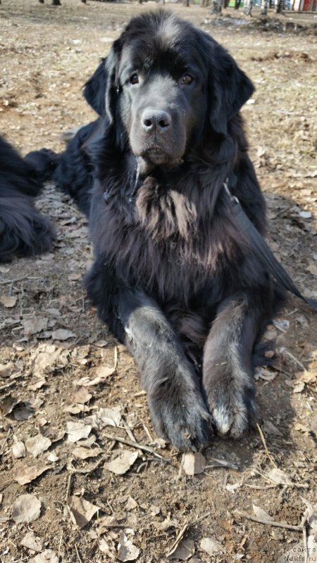 Фото: ньюфаундленд Adelina Blagorodnaya L'vica (Аделина Благородная Львица)