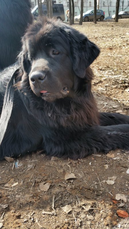 Фото: ньюфаундленд Adelina Blagorodnaya L'vica (Аделина Благородная Львица)