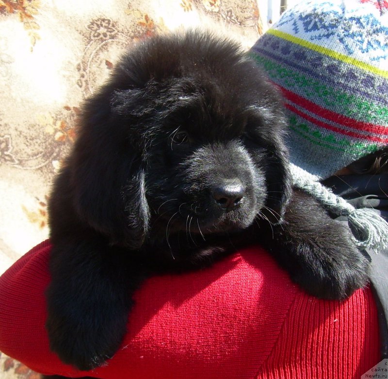 Фото: ньюфаундленд Velyke Malyatko Zharyna Virnosti