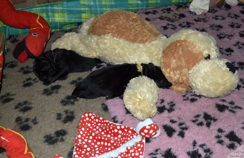 Фото: щенки от, ньюфаундленд Aquatoriya Kelvin Kadril (Акватория Келвин Кадриль)