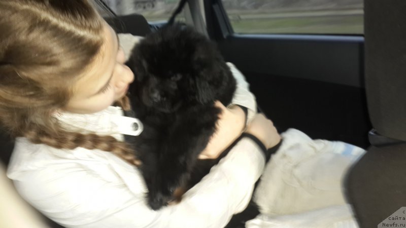 Фото: ньюфаундленд CHernyiy Balu Elisey (Черный Балу Елисей)