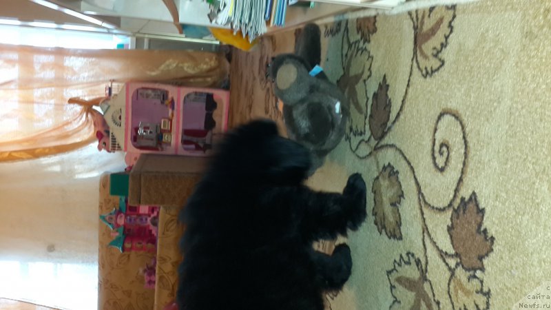 Фото: ньюфаундленд CHernyiy Balu Elisey (Черный Балу Елисей)