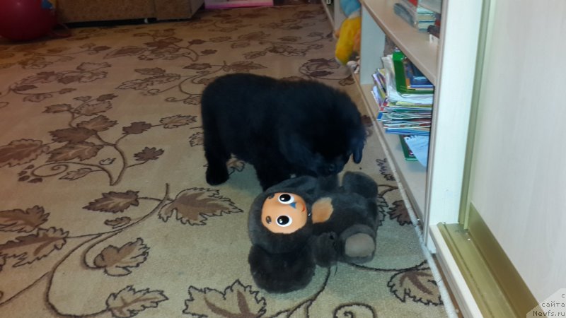 Фотография № 179895