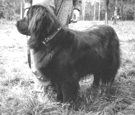 Фото: ньюфаундленд YAdja Layb (Яджа Лайб)