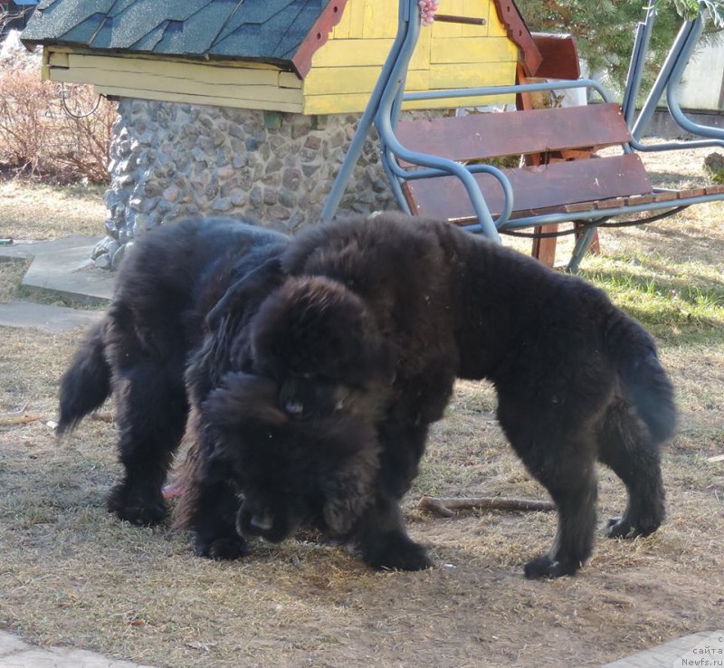 Фото: ньюфаундленд Love Inside Your Soul Moon Bear (Love Inside Your Soul Moon Bear), ньюфаундленд Skippers Only You for Smigar