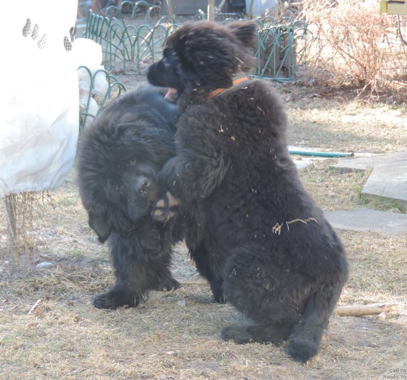 Фото: ньюфаундленд Love Inside Your Soul Moon Bear (Love Inside Your Soul Moon Bear), ньюфаундленд Skippers Only You for Smigar